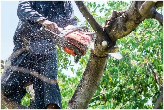 tree services Converse